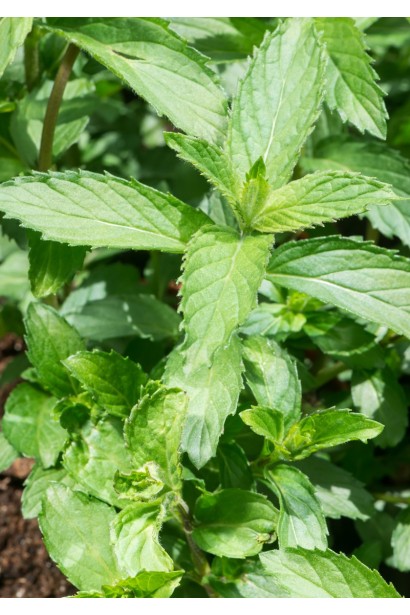 М’ята колосиста Якіма фото